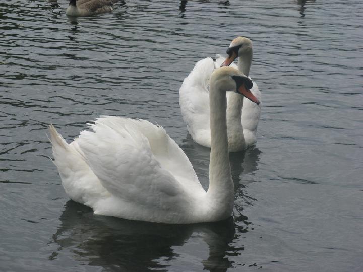 2011-07 Corentin angleterre 001.JPG